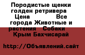 Породистые щенки голден ретривера › Цена ­ 25 000 - Все города Животные и растения » Собаки   . Крым,Бахчисарай